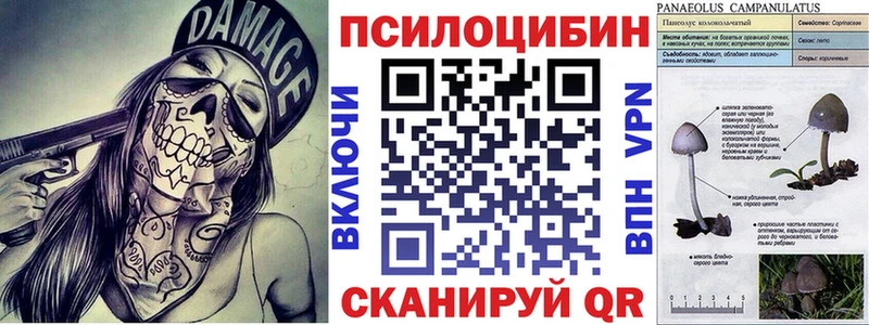 наркотики  Навашино  Псилоцибиновые грибы Psilocybine cubensis 